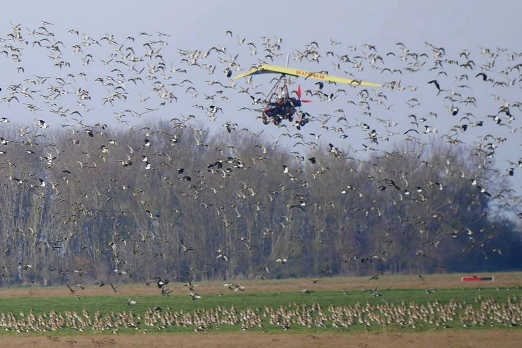  Aérodrome de Meaux-Esbly risque aviaire